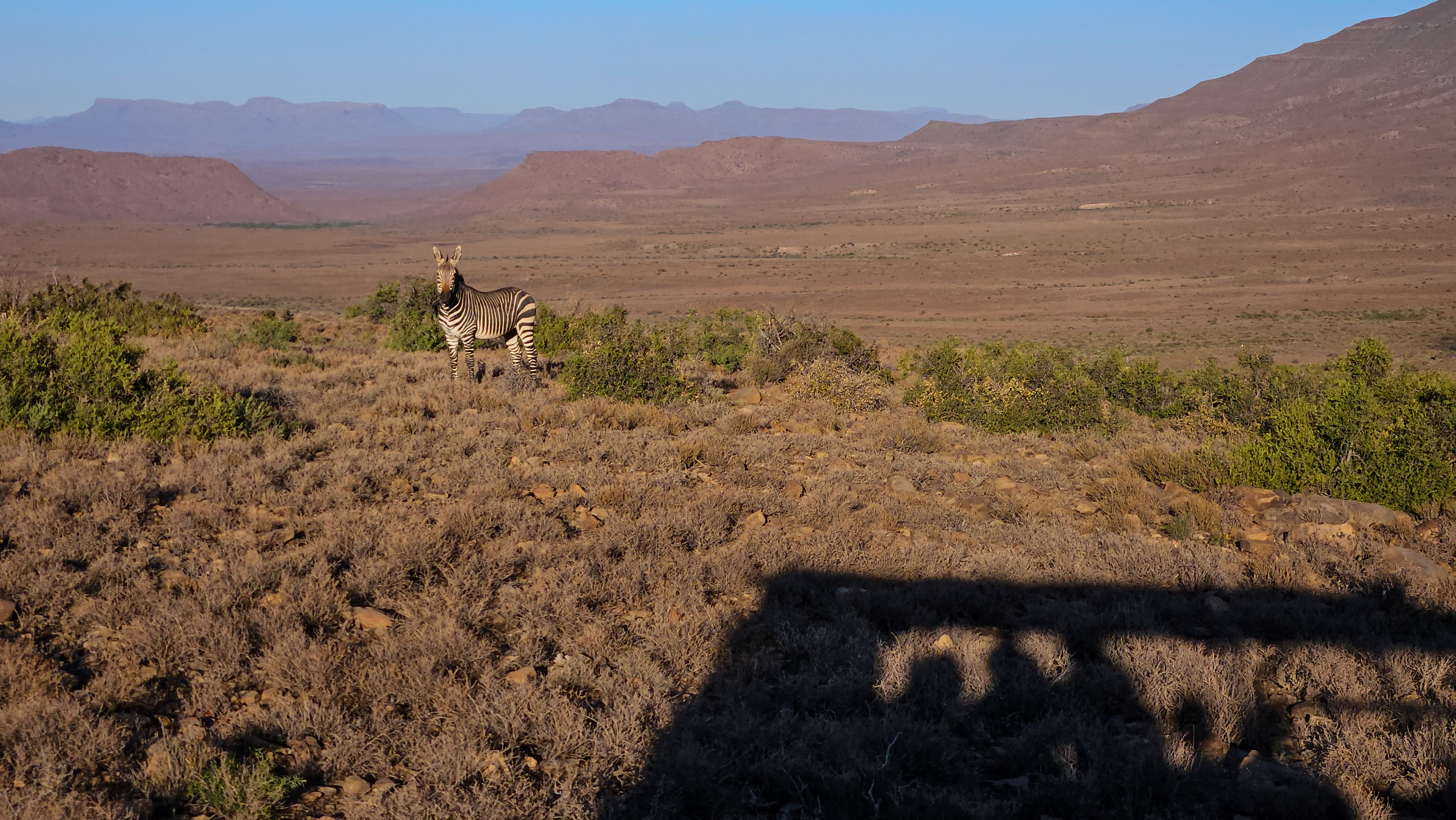 Morgen Game Drive
